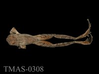 藏品(艾氏樹蛙)的圖片